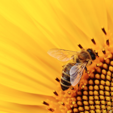 Honey bee closeup on sunflower